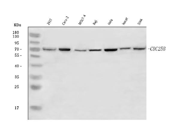CDC25B Rabbit Polyclonal Antibody