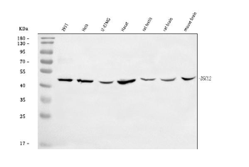 BSCL2/Seipin Rabbit Polyclonal Antibody