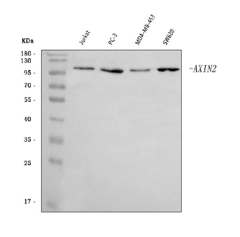 Axin 2/AXIN2 Rabbit Polyclonal Antibody