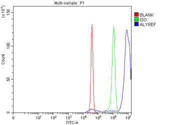ALYREF Rabbit Polyclonal Antibody