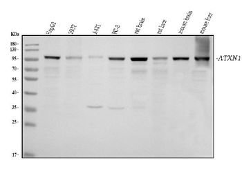 Ataxin 1 Mouse Monoclonal Antibody