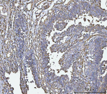 HLA-DR/HLA-DRA/HLA Mouse Monoclonal Antibody