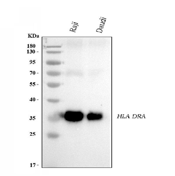 HLA-DR/HLA-DRA/HLA Mouse Monoclonal Antibody
