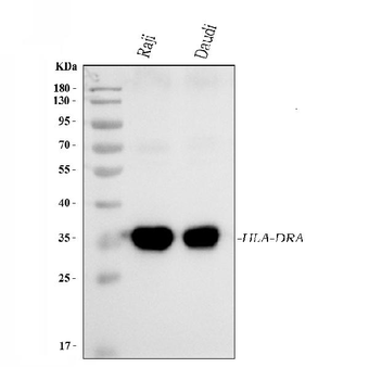 HLA-DR/HLA-DRA/HLA Mouse Monoclonal Antibody