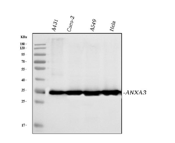 Annexin A3 Mouse Monoclonal Antibody