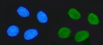 TRIM24 Mouse Monoclonal Antibody