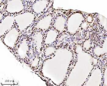 TRIM24 Mouse Monoclonal Antibody