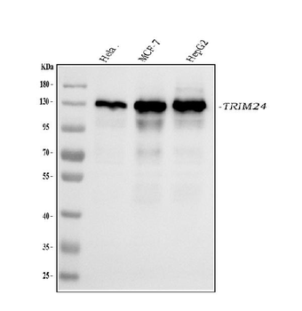 TRIM24 Mouse Monoclonal Antibody