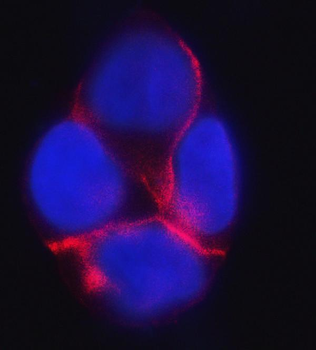 delta 1 Catenin/CAS/CTNND1 Mouse Monoclonal Antibody