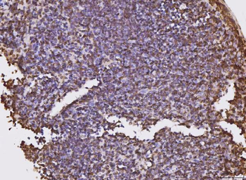 KPNB1 Mouse Monoclonal Antibody