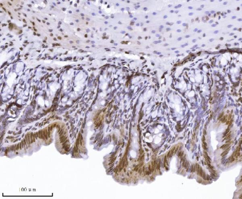 KPNB1 Mouse Monoclonal Antibody