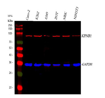 KPNB1 Mouse Monoclonal Antibody