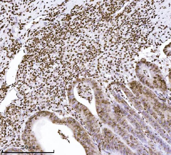 KPNB1 Mouse Monoclonal Antibody
