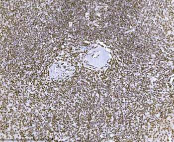 KPNB1 Mouse Monoclonal Antibody