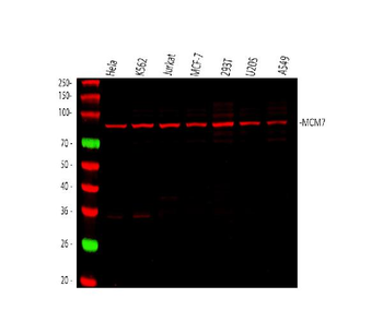 MCM7 Mouse Monoclonal Antibody
