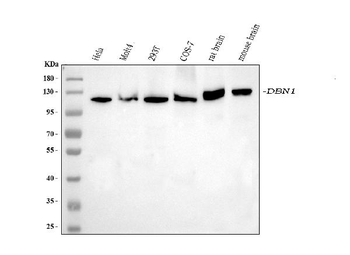 Drebrin/DBN1 Mouse Monoclonal Antibody