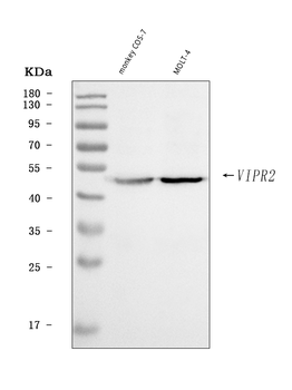 VPAC2/VIPR2 Rabbit Polyclonal Antibody