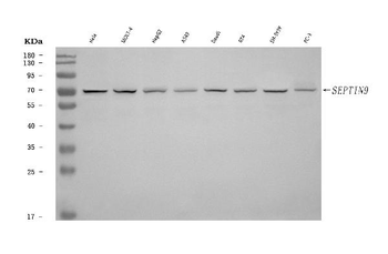 MSF/SEPTIN9 Rabbit Polyclonal Antibody