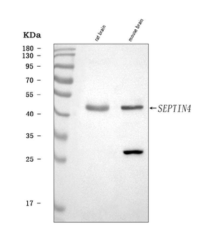 SEPT4/SEPTIN4 Rabbit Polyclonal Antibody