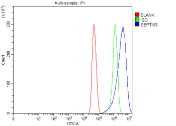 Septin 3/SEPTIN3 Rabbit Polyclonal Antibody