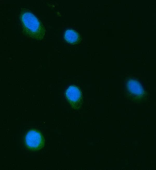 Septin 3/SEPTIN3 Rabbit Polyclonal Antibody