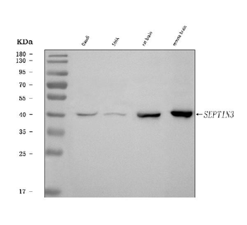Septin 3/SEPTIN3 Rabbit Polyclonal Antibody