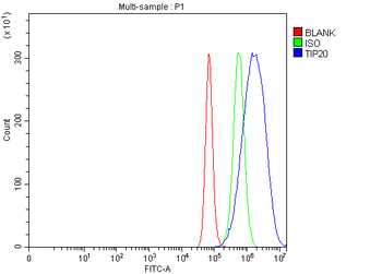 TIP49A/RUVBL1 Rabbit Polyclonal Antibody