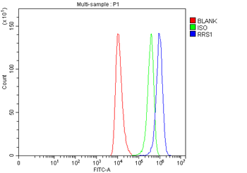 RRS1 Rabbit Polyclonal Antibody