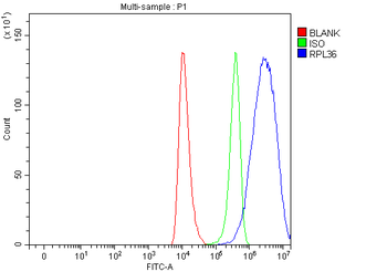 RPL36 Rabbit Polyclonal Antibody