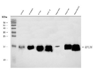 RPL36 Rabbit Polyclonal Antibody