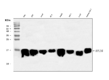 RPL36 Rabbit Polyclonal Antibody