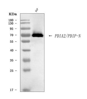 PDIP/PDIA2 Rabbit Polyclonal Antibody