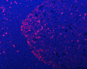 APP-1/PABPC4/APP Rabbit Polyclonal Antibody
