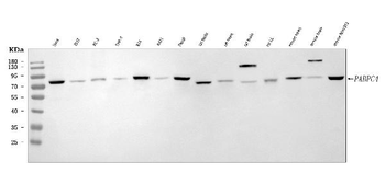 APP-1/PABPC4/APP Rabbit Polyclonal Antibody