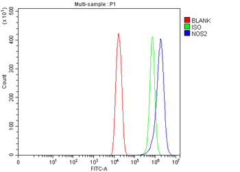 iNOS/Nos2 Rabbit Polyclonal Antibody