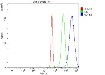 NOP58 Rabbit Polyclonal Antibody