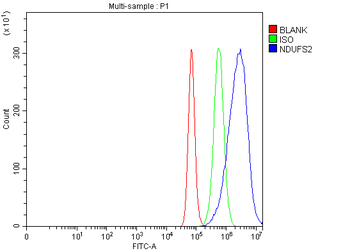 NDUFS2 Rabbit Polyclonal Antibody