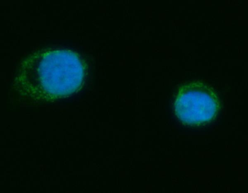 MRPS18B Rabbit Polyclonal Antibody