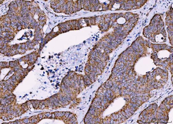 MRPS18B Rabbit Polyclonal Antibody