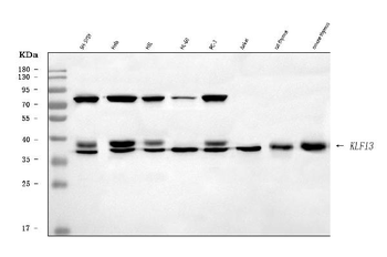 KLF13 Rabbit Polyclonal Antibody