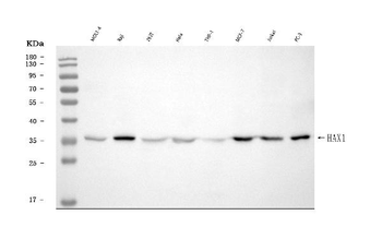 HAX1 Rabbit Polyclonal Antibody