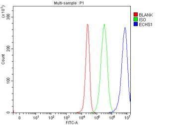 ECHS1 Rabbit Polyclonal Antibody