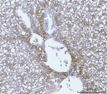ECHS1 Rabbit Polyclonal Antibody