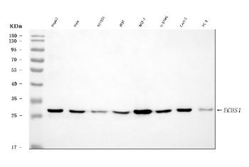 ECHS1 Rabbit Polyclonal Antibody