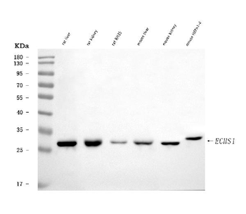ECHS1 Rabbit Polyclonal Antibody