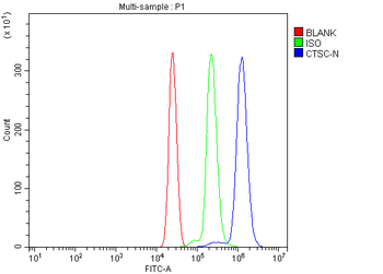 CTSC Rabbit Polyclonal Antibody