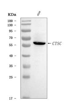 CTSC Rabbit Polyclonal Antibody