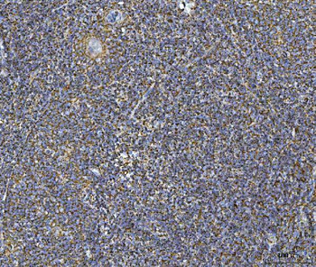 COX5B Rabbit Polyclonal Antibody