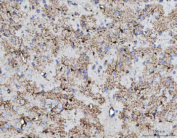COX5B Rabbit Polyclonal Antibody
