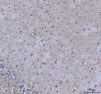 COX5B Rabbit Polyclonal Antibody